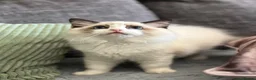 Ragdoll cats for sale: Cute chunky purring ragdoll girls - Advert 25