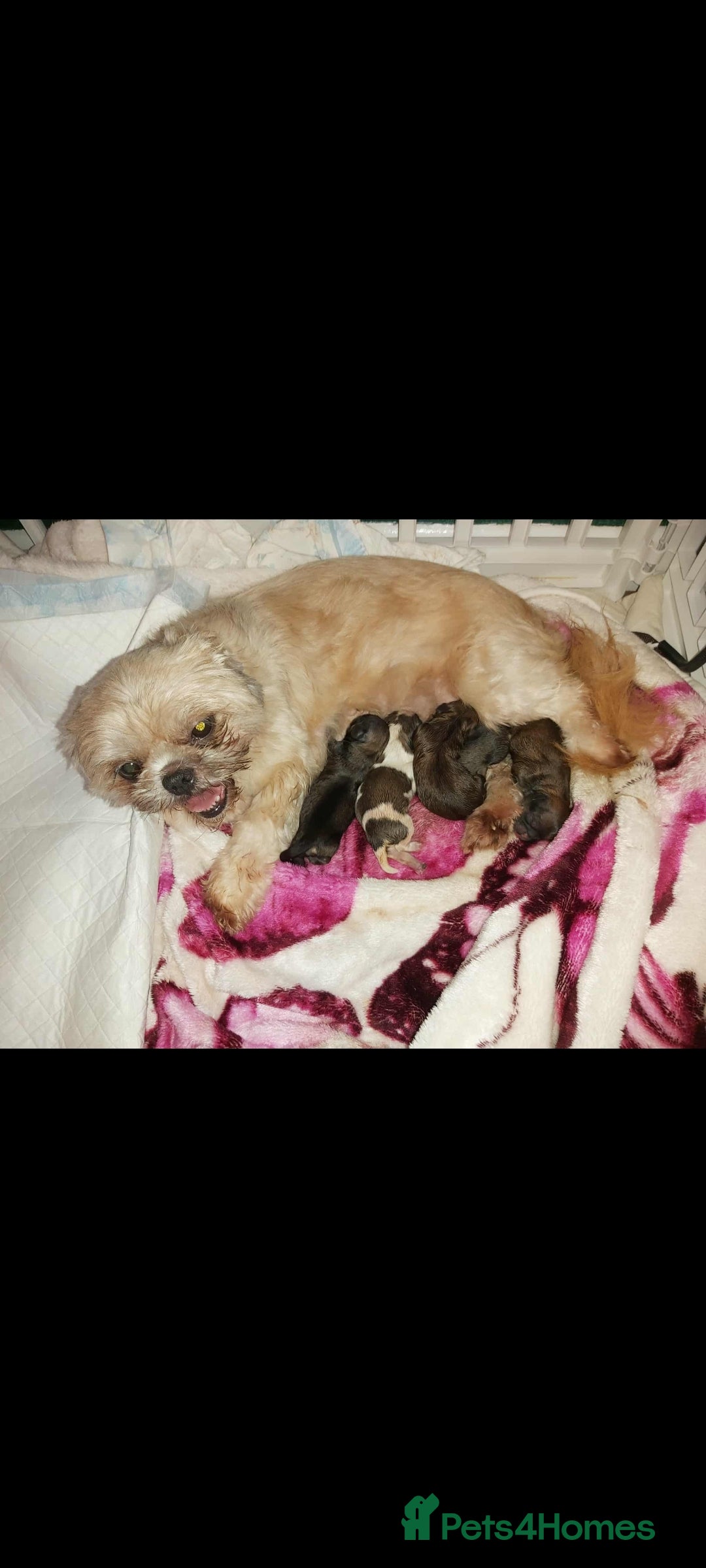 Shih Tzu dogs for sale: Shih tzu puppies - Image 4