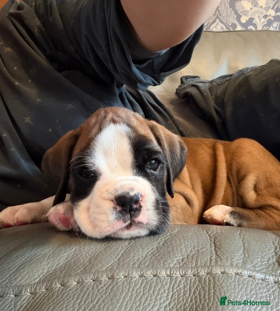 Boxer dogs for sale:  ⭐️ Fully health checked KC registered ⭐️ - Advert 4