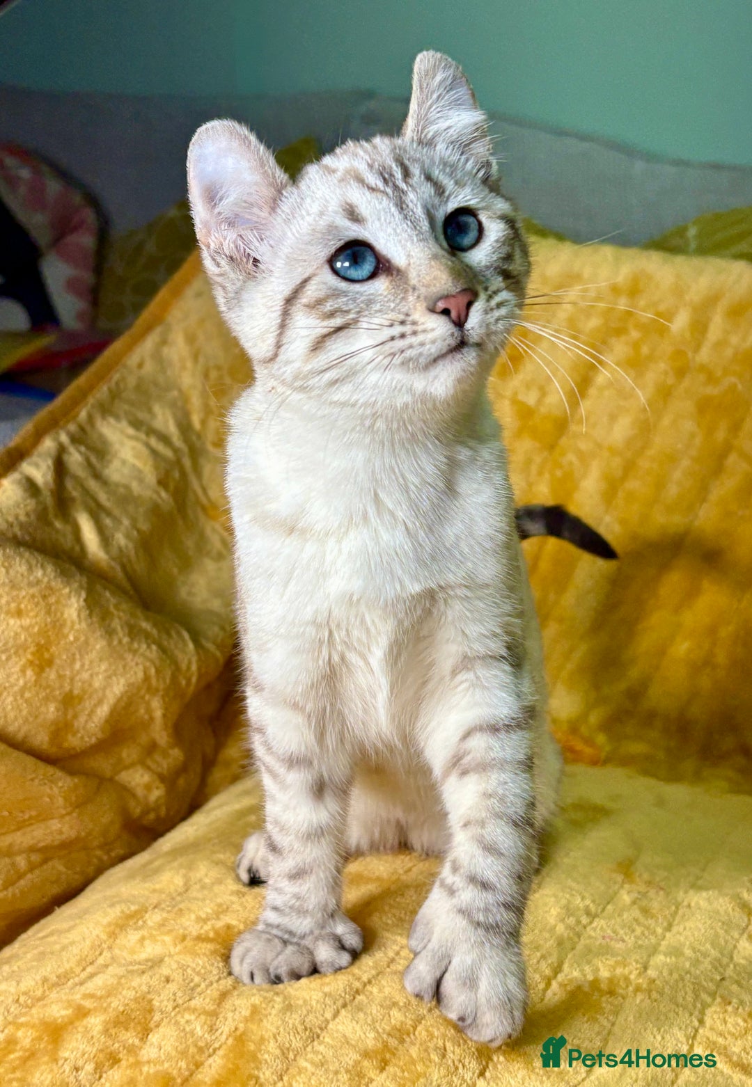 Keetso cats for sale: Superb polydactyl curled eared girl - Advert 4
