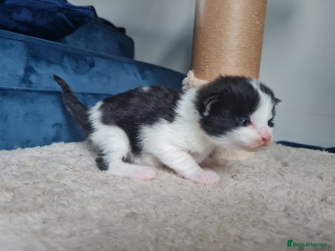 Mixed Breed cats for sale: Half maine coon kittens  - Advert 7