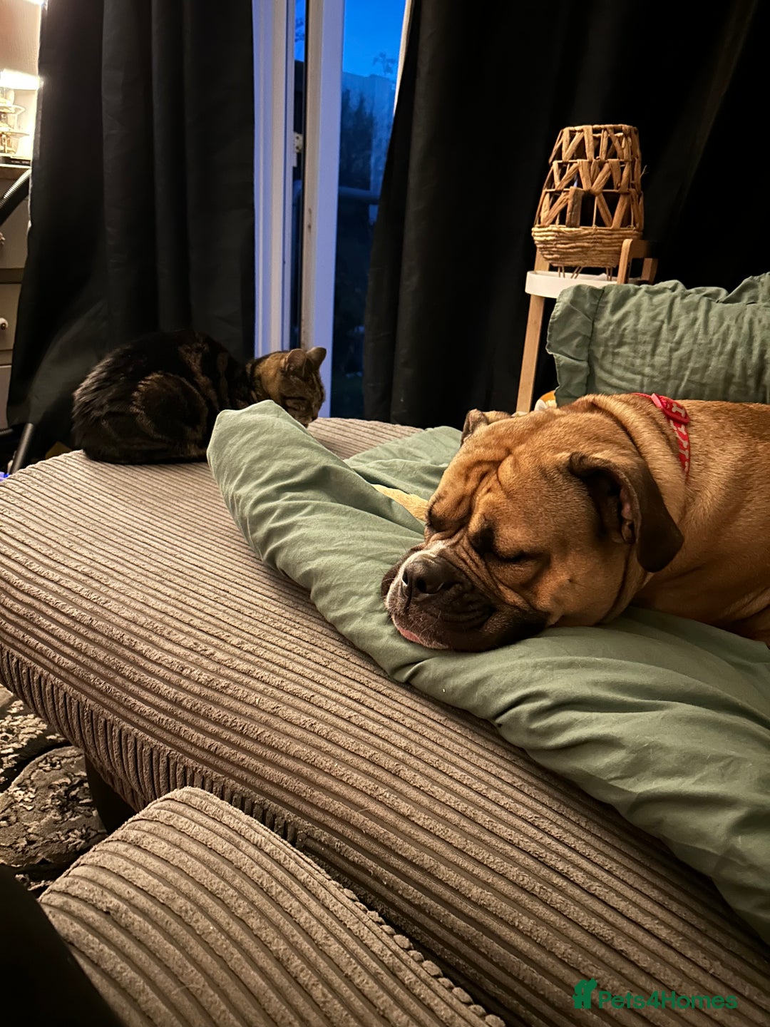 Dorset Olde Tyme Bulldogge dogs for sale: Molly - Image 2