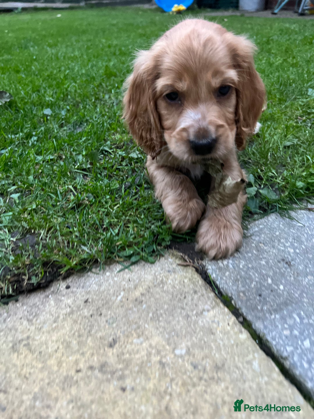 Cocker Spaniel dogs for stud: KC Reg DNA Health Tested Show Cocker Sable Stud in Doncaster - Image 9