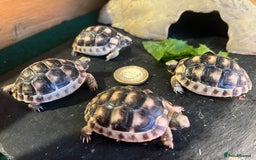Tortoise reptiles for sale: Baby Tortoises Herman & Marginates - Image 1