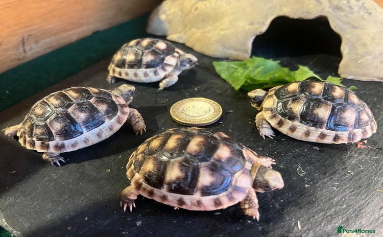 Tortoise reptiles - Advert 5