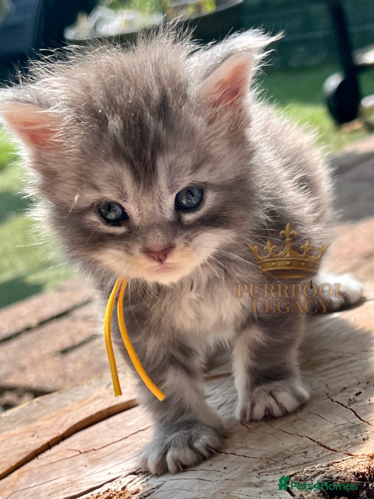 Maine Coon cats TICA registred Maine coon kittens. Rare colours  - Advert 2