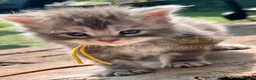 Maine Coon cats for sale: TICA registred Maine coon kittens. Rare colours  - Advert 4