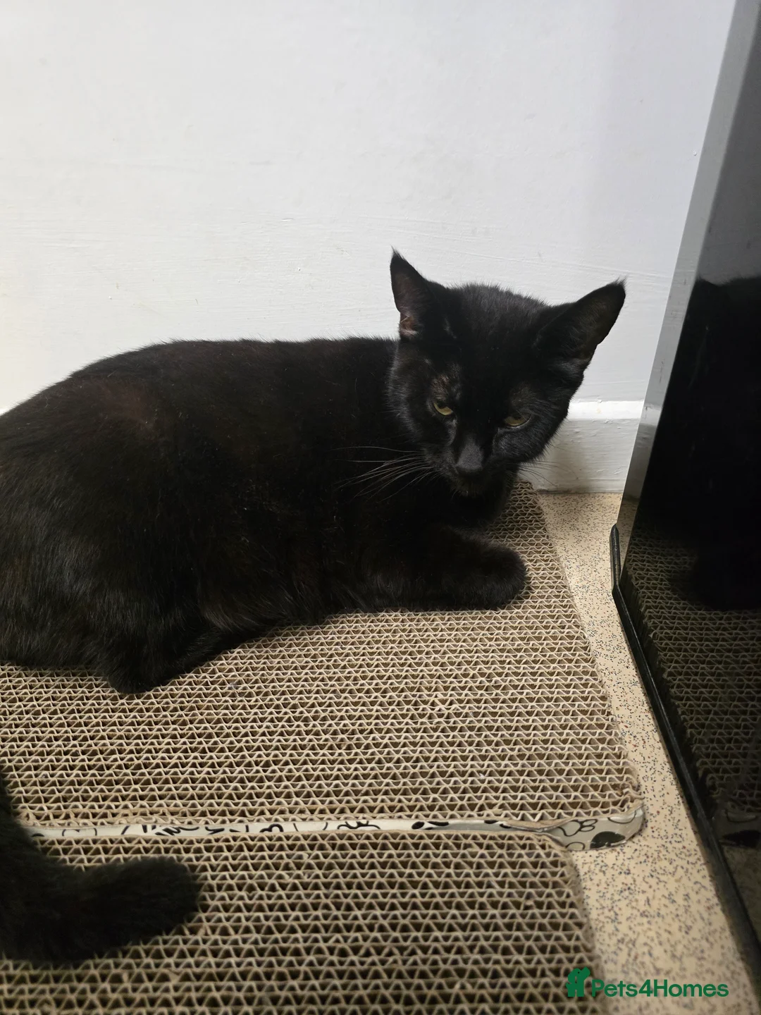 Mixed Breed cats for sale: 3 beautiful kittens  - Advert 2