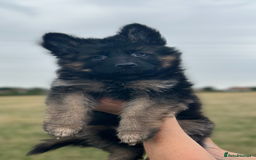 German Shepherd dogs for sale:  kc health tested long haired German shepherd pups - Image 15