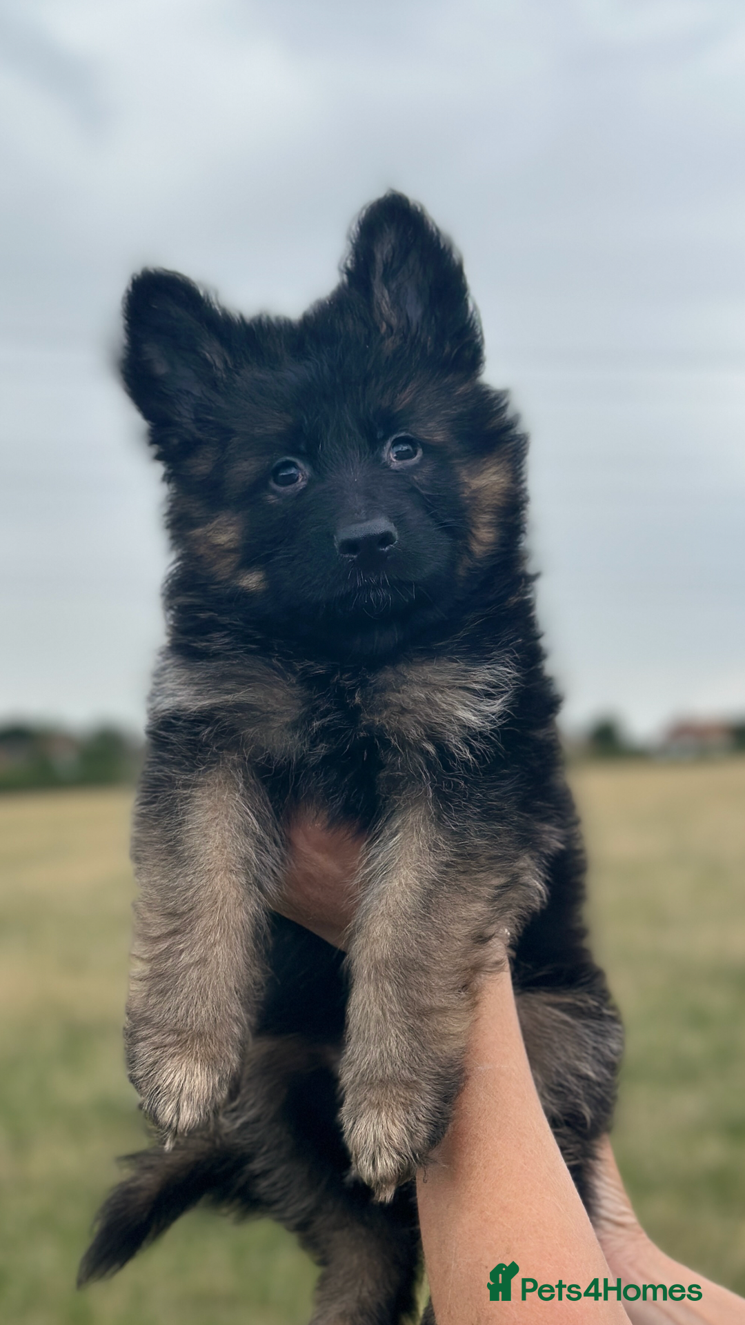 German Shepherd dogs for sale:  kc health tested long haired German shepherd pups - Image 15