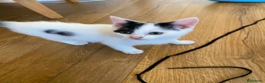 Mixed Breed Kitten 1