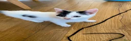 Mixed Breed cats for sale: Two beautiful kittens ! - Advert 5