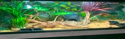 Leopard Gecko reptiles for sale: Female Leopard Gecko in Nottingham - Advert 2