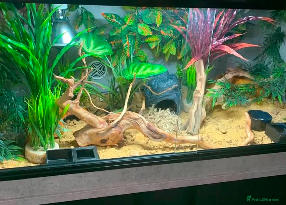 Leopard Gecko reptiles for sale: Female Leopard Gecko in Nottingham - Advert 2