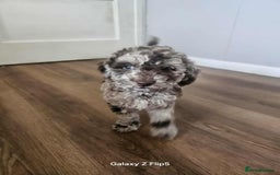 Miniature Poodle dogs for sale: Mini poodle puppies  - Image 1