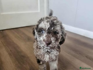 Miniature Poodle dogs - Advert 26