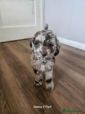 Miniature Poodle dogs - Advert 12