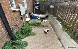English Springer Spaniel dogs for sale: Springer spaniel pups READY NEXT WEEK - Advert 24