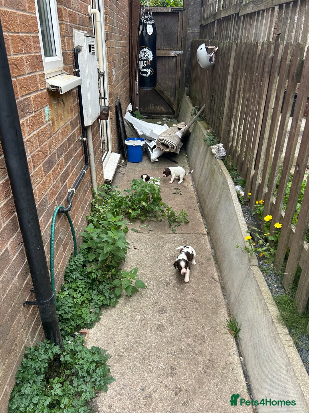 English Springer Spaniel dogs for sale: Springer spaniel pups READY NEXT WEEK - Advert 24