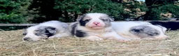 Border Collie dogs for sale: Beautiful Border Collies, proven agility obedience - Advert 2