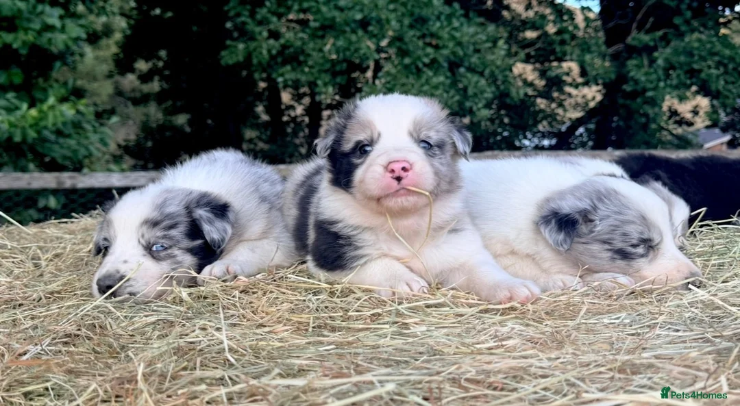 Border Collie dogs for sale: Beautiful Border Collies, proven agility obedience - Advert 2
