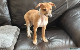 Italian Greyhound dogs for sale: Kc registered Italian greyhound puppies - Image 15