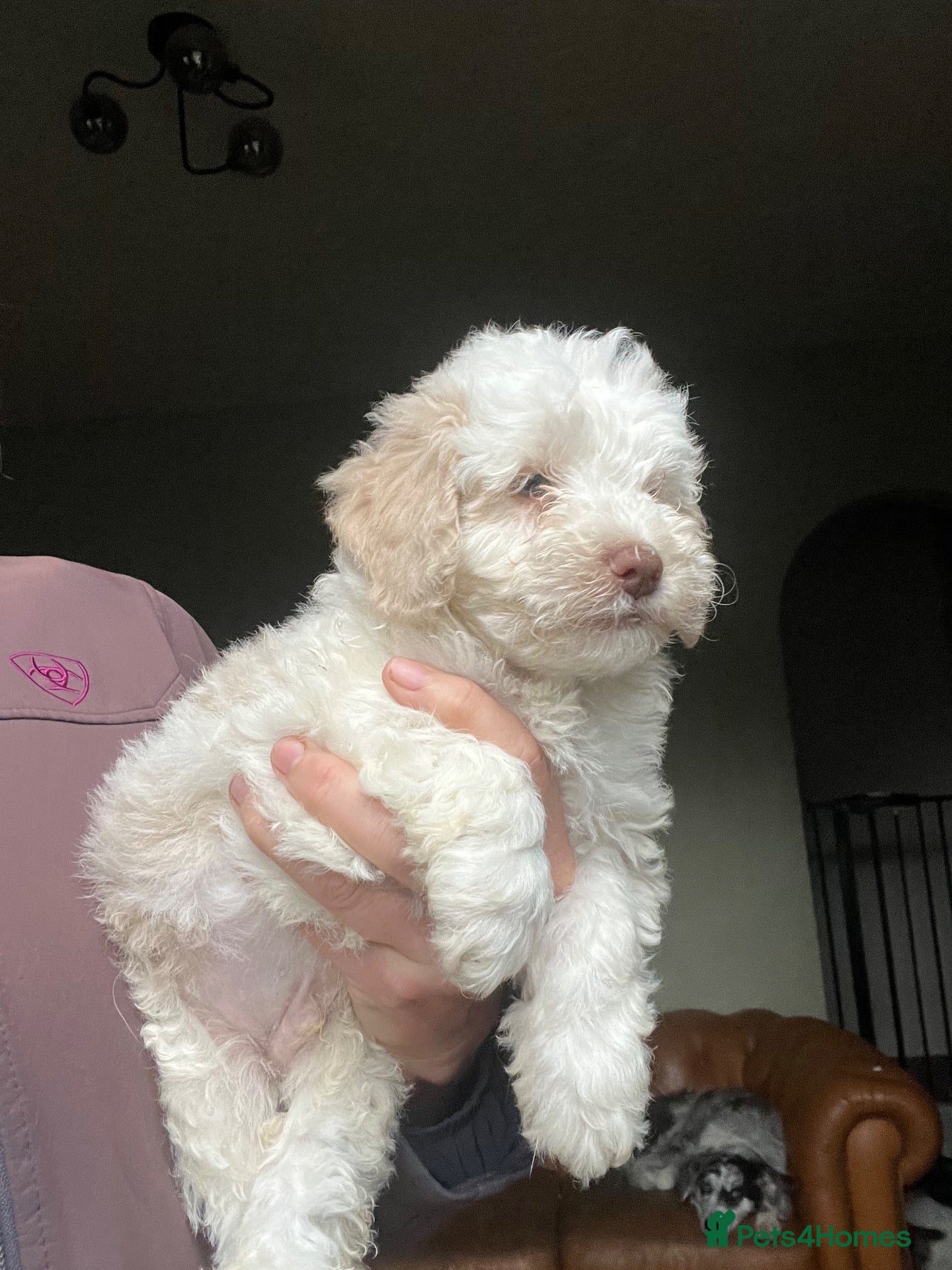 Bordoodle dogs F1b Bordoodle extensive genetic test clear  - Advert 1