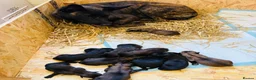 Belgian Shepherd Dog dogs for sale: Belgium Malinois  puppies  - Advert 5