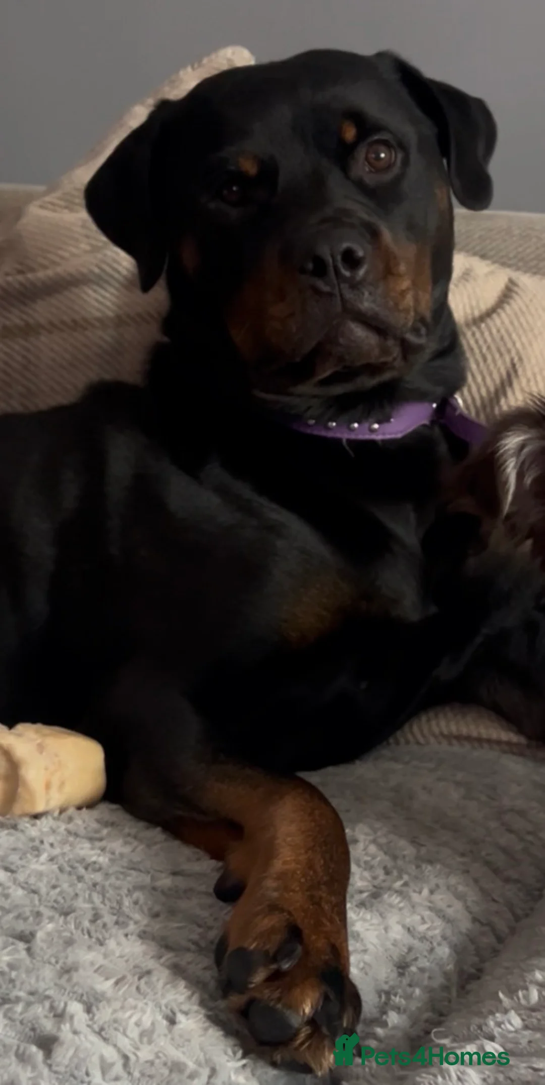 Rottweiler dogs for sale: Gorgeous Rottweiler for reluctant sale - Advert 2