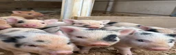Pig livestock for sale: MINI PIGS FOR SALE - Advert 3