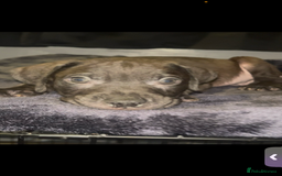 Presa Canario dogs for sale: Beautiful presa canario puppies!! - Advert 13