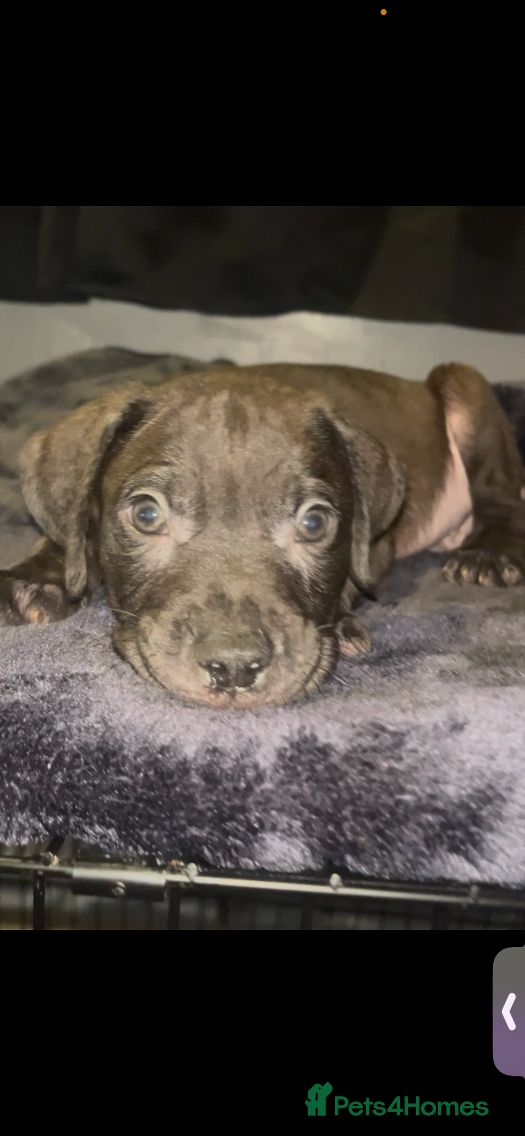 Presa Canario dogs for sale: Beautiful presa canario puppies!! - Advert 13