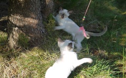 Siamese cats for sale: Siamese Kittens - Image 13