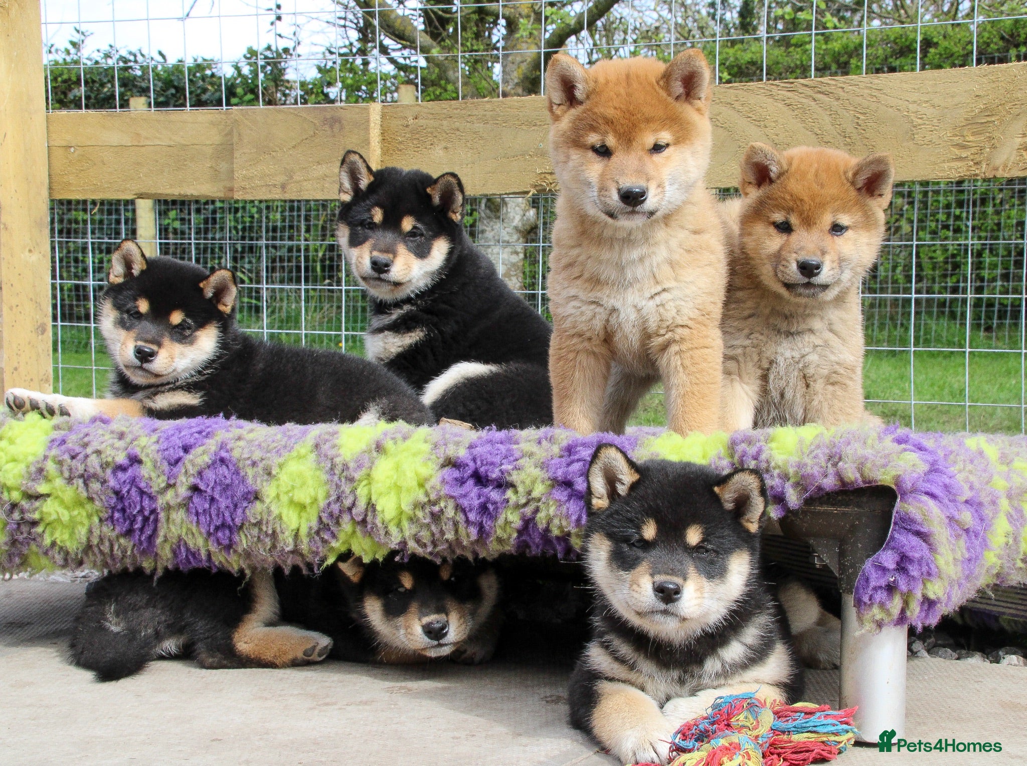 Japanese Shiba Inu dogs Outstanding original Japanese Shiba Inu puppies  - Advert 1