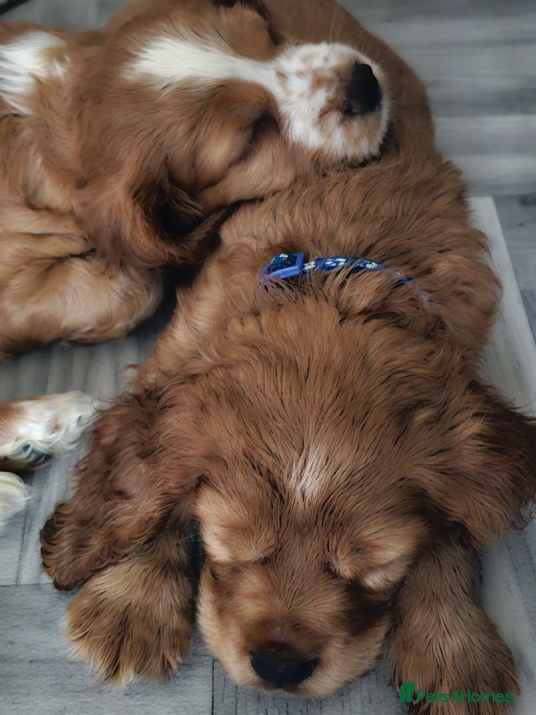 Mixed Breed dogs for sale: Cockalier/Springer Spaniel puppies ready for you! in London - Image 20