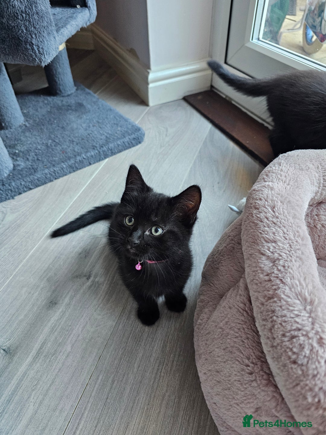 Ragdoll cats for sale: Ragdoll x Norwegian Forest Kittens - Advert 15