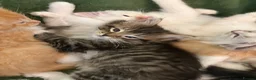 Ragdoll cats for sale: 75% Fabulously “Ragdoll” kittens  - Advert 12