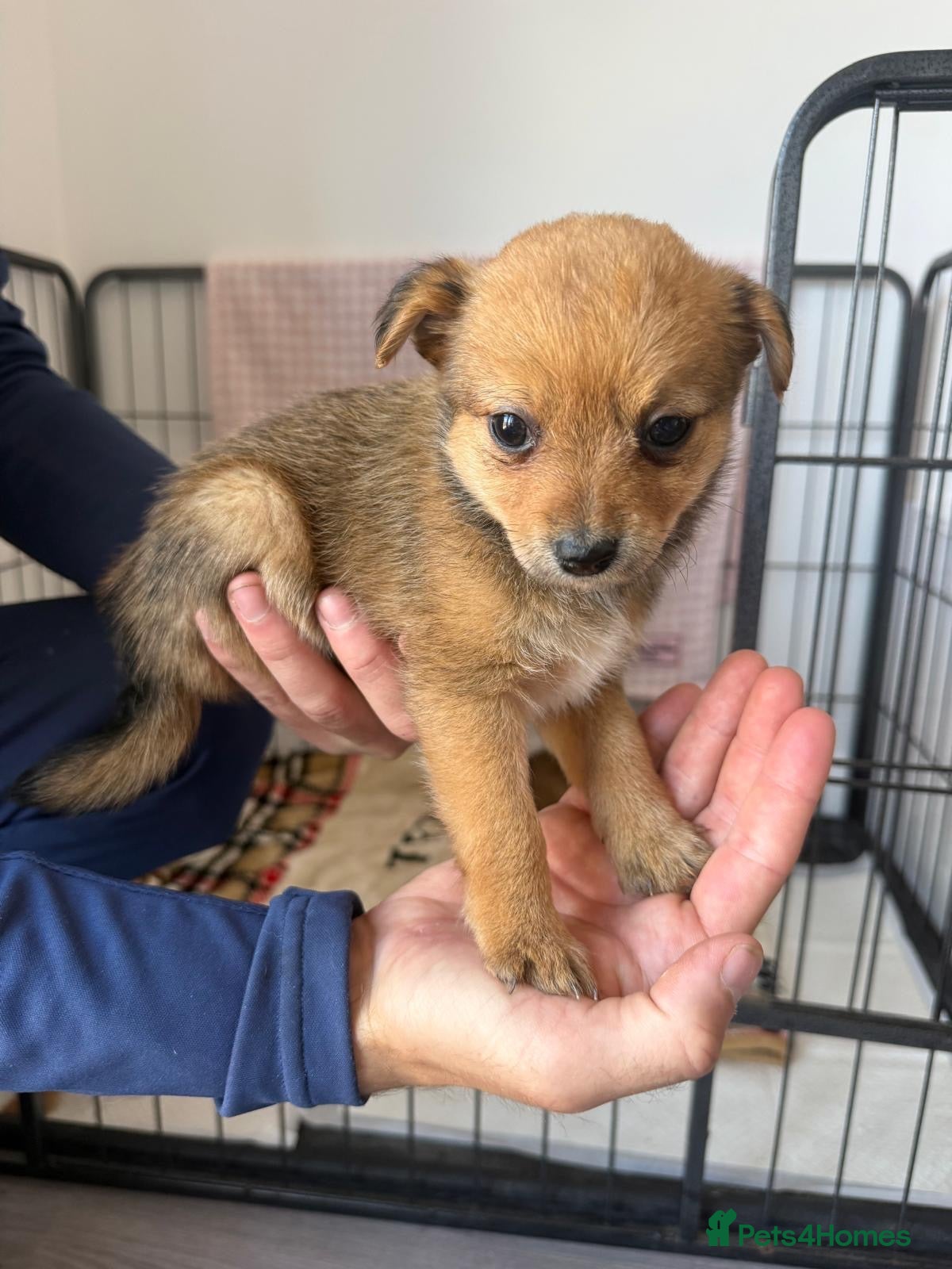 Mixed Breed dogs 3 LEFT Norfolk terrier x Pomeranians READY NOW  - Advert 1