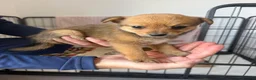 Mixed Breed dogs for sale: Norfolk terrier x Pomeranians - Advert 5