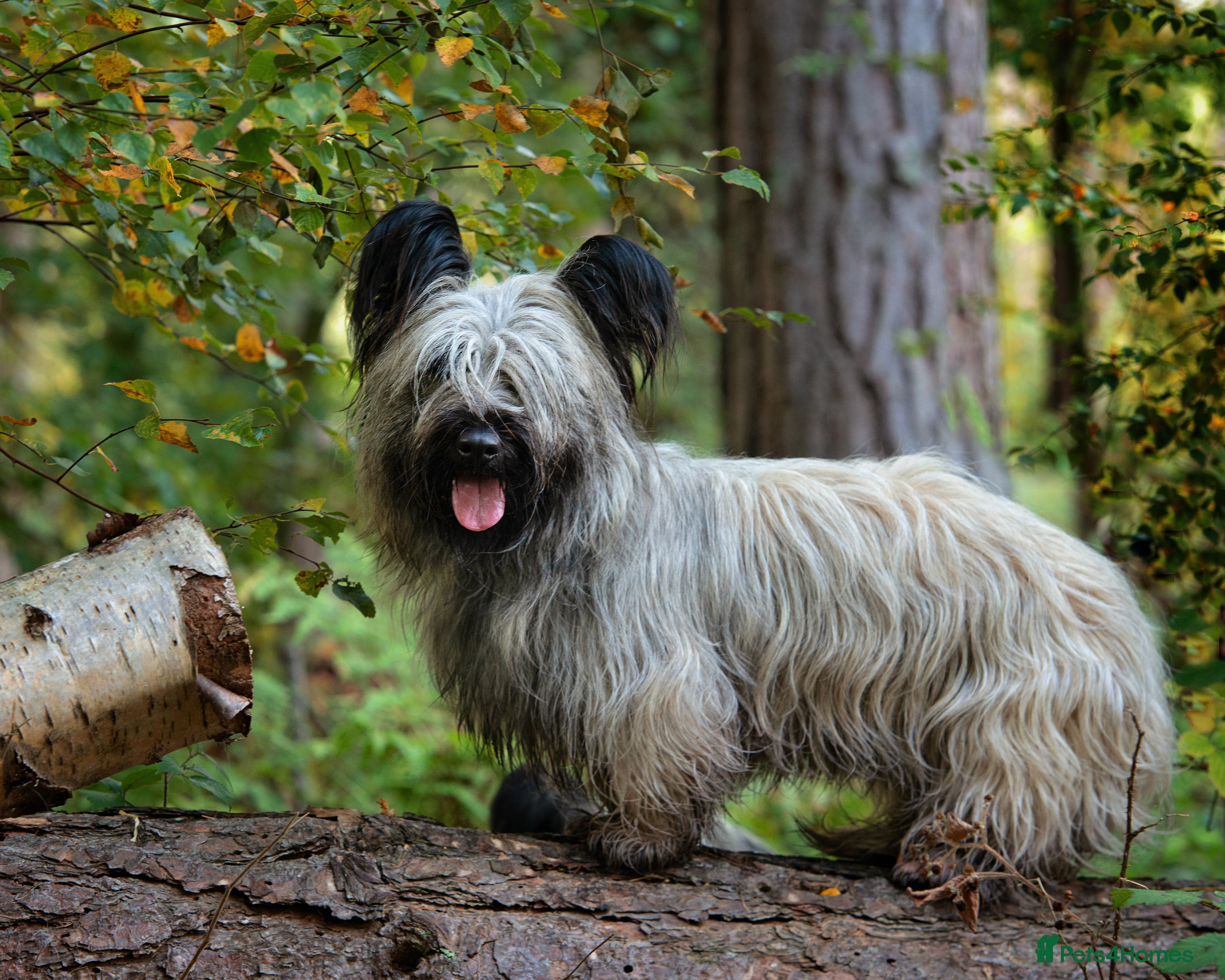 Skye Terrier dogs Skye Terrier - Advert 1