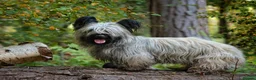 Skye Terrier dogs for sale: Skye Terrier in Grantham - Advert 3