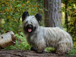 Skye Terrier dogs Skye Terrier - Advert 2