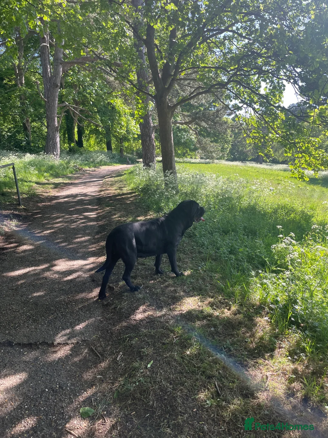 Cane Corso dogs for sale: Beautiful Cane Corso 6 years old in Luton - Advert 2