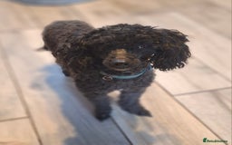 Mixed Breed dogs for sale: Gorgeous little poodle looking for forever home - Image 2