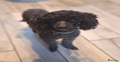 Mixed Breed dogs - Advert 12