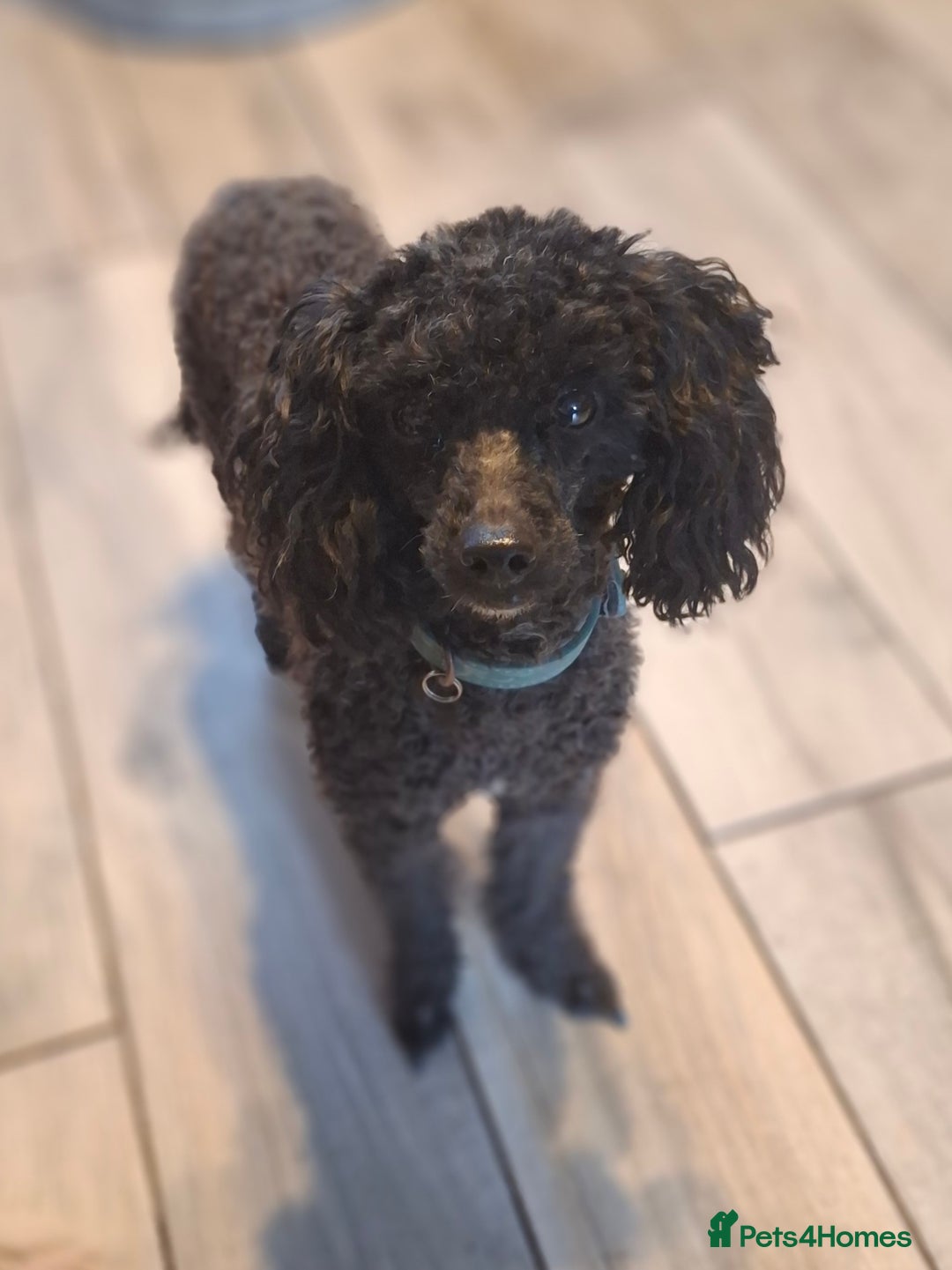 Mixed Breed dogs for sale: Gorgeous little poodle looking for forever home - Image 2
