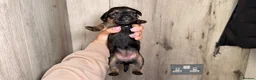Mixed Breed dogs for sale: Border terrier x patterdale - Advert 13