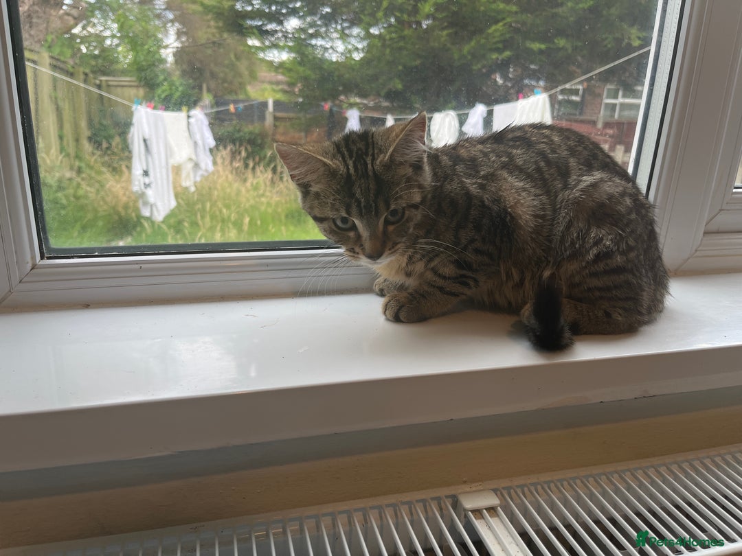 Ragcoon cats for sale: Raccoon for sale  - Image 1