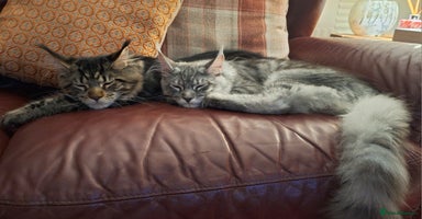 Maine Coon cats - Advert 10