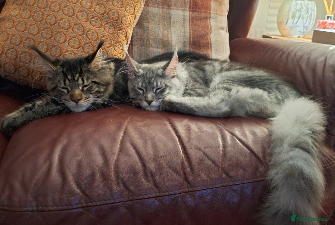Maine Coon cats for sale: Lintons Pride Maine Coon Kittens. Ready Now - Image 19